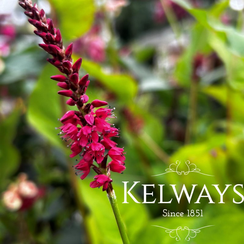 Persicaria amplexicaulis 'Taurus'
