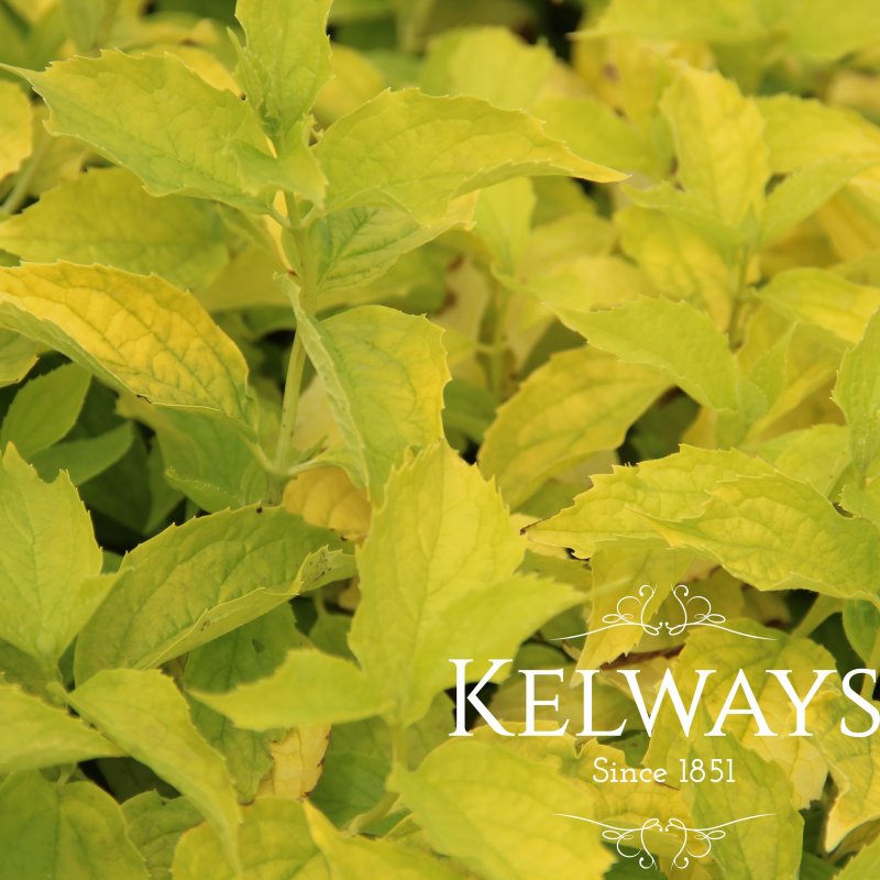 Philadelphus coronarius 'Aureus'