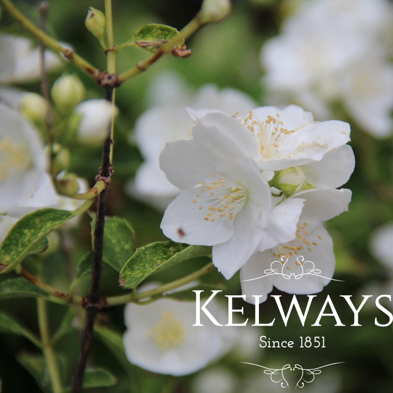 Philadelphus 'Innocence' (v)