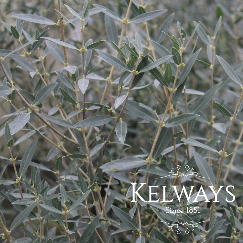 Phillyrea angustifolia (12 litre pot)