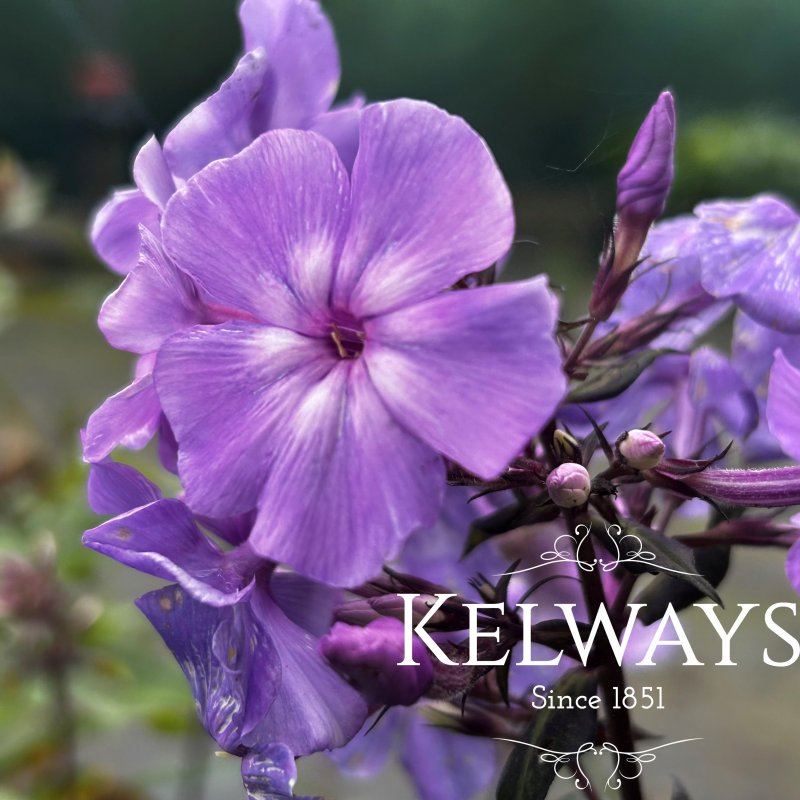 Phlox paniculata 'Amethyst'