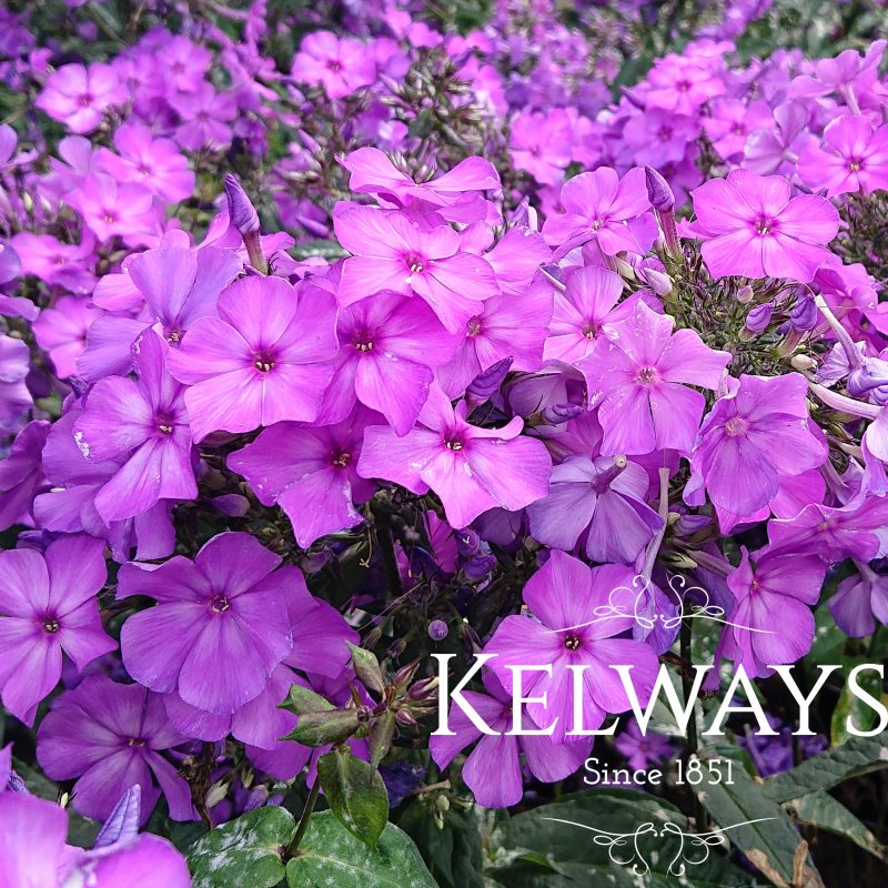 Phlox paniculata 'Blue Paradise'