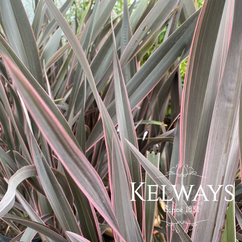 Phormium 'Pink Stripe'