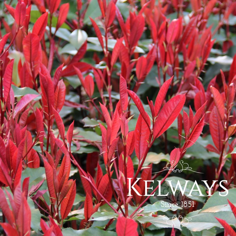 Photinia x fraseri 'Canivily'