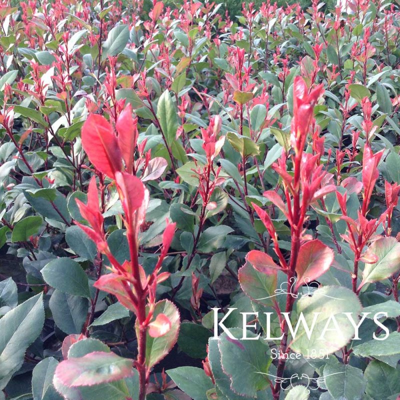 Photinia x fraseri 'Little Red Robin'