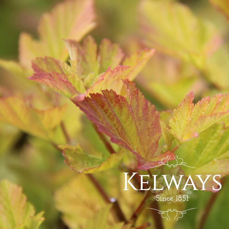 Physocarpus opulifolius 'Dart's Gold'