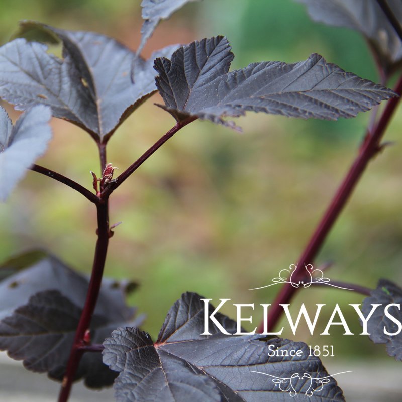 Physocarpus opulifolius 'Diabolo'