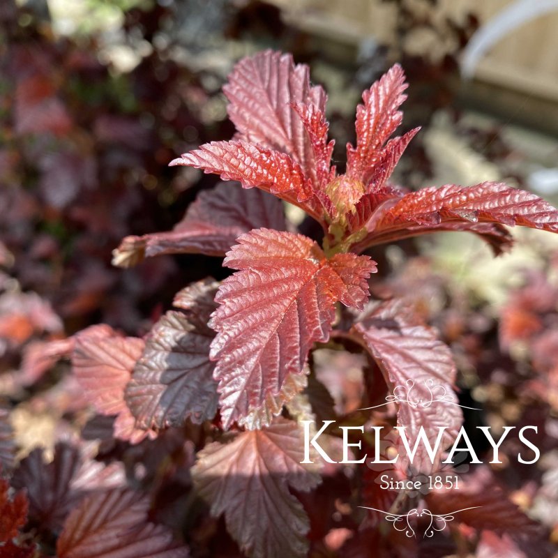 Physocarpus Lady in Red