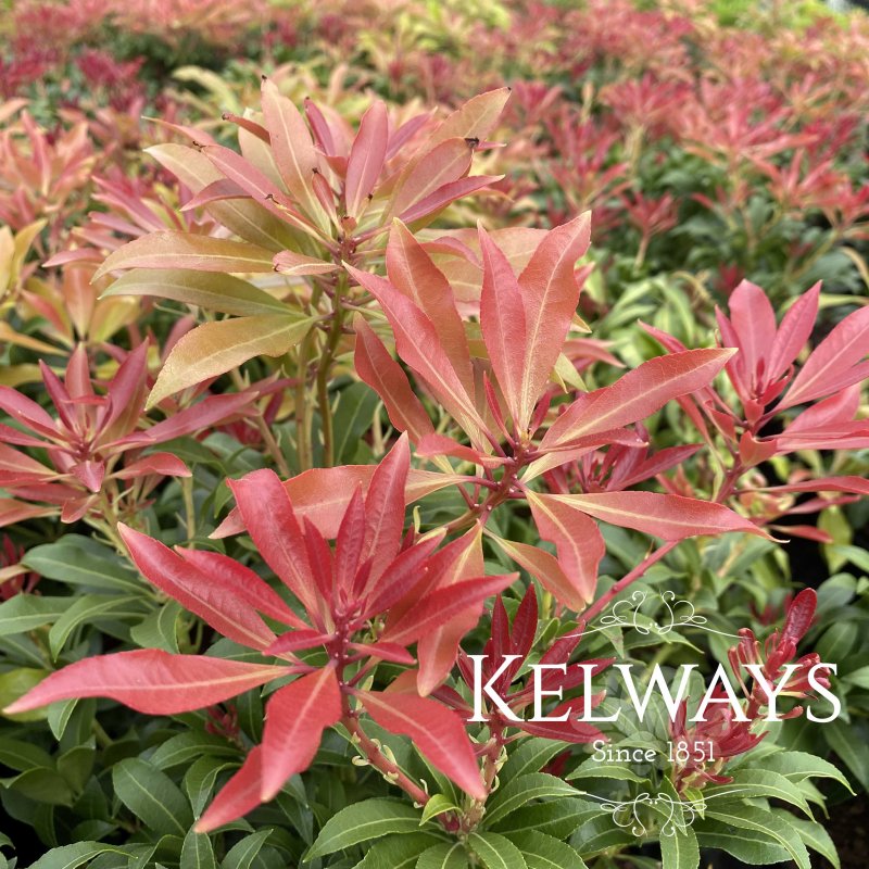 Pieris japonica 'Mountain Fire'