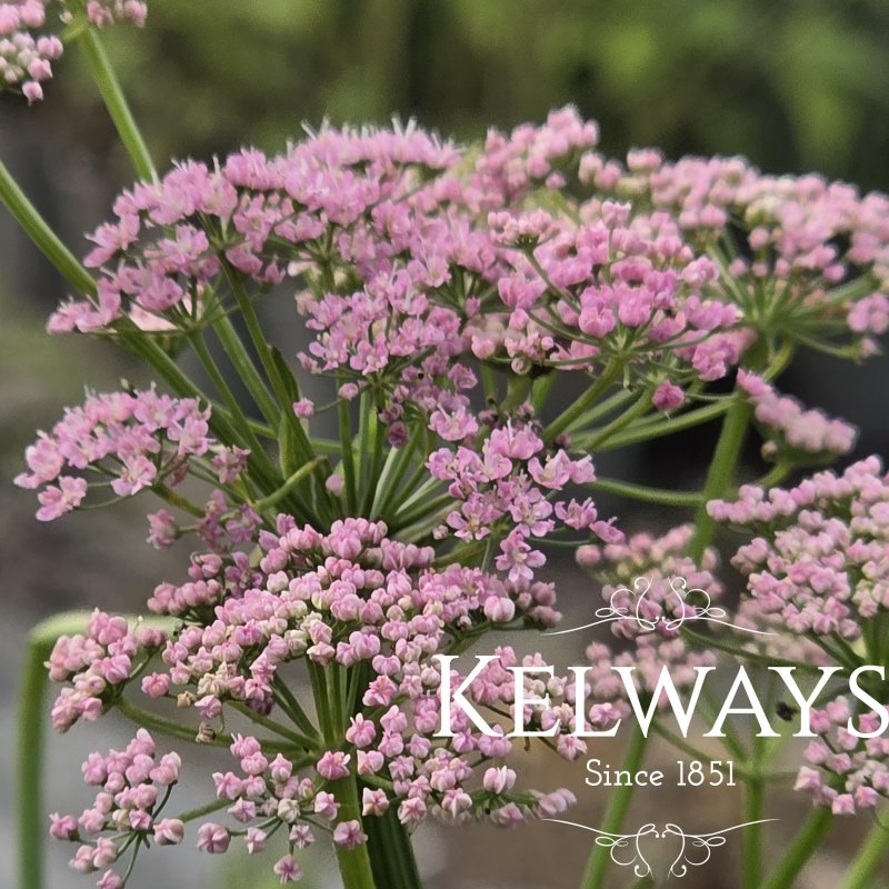Pimpinella major 'Rosea'