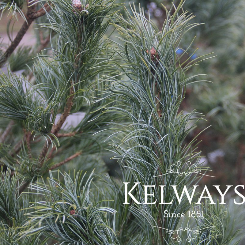 Pinus parviflora 'Schoon's Bonsai'