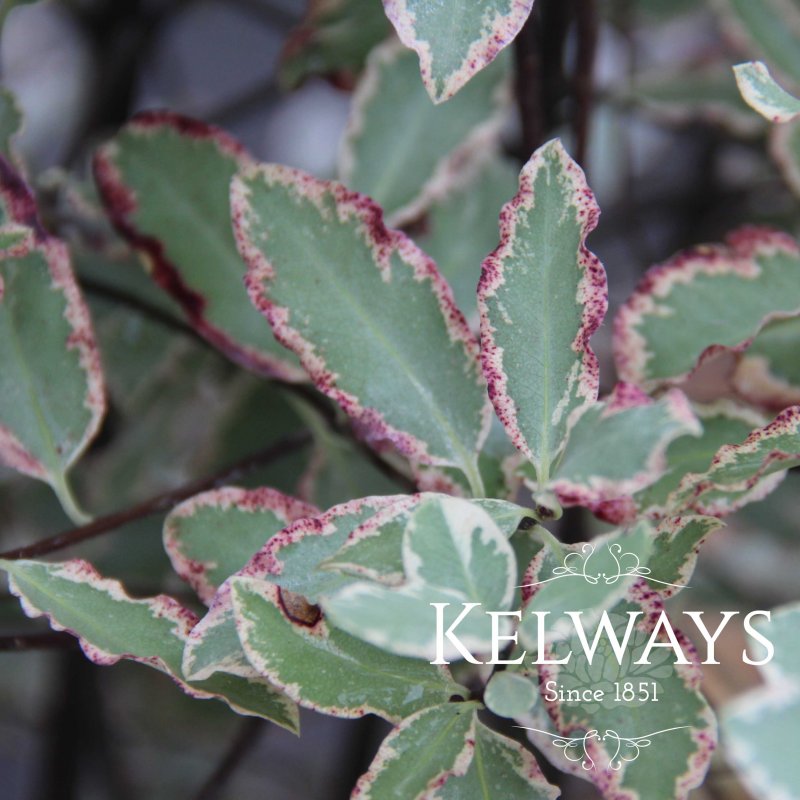 Pittosporum tenuifolium 'Elizabeth'