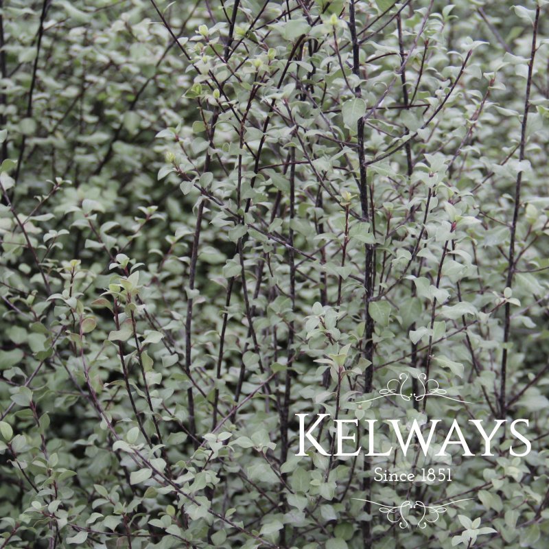 Pittosporum tenuifolium 'Silver Sheen' (m)