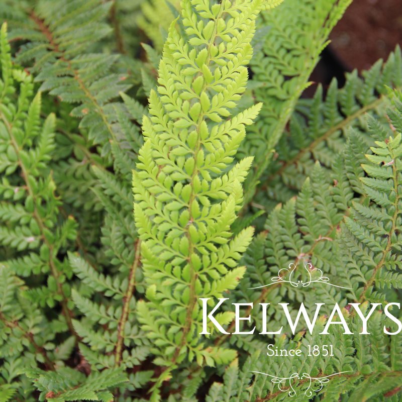 Polystichum aculeatum