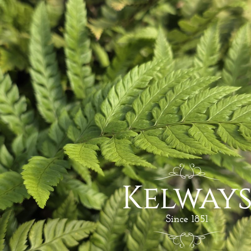 Polystichum rigens