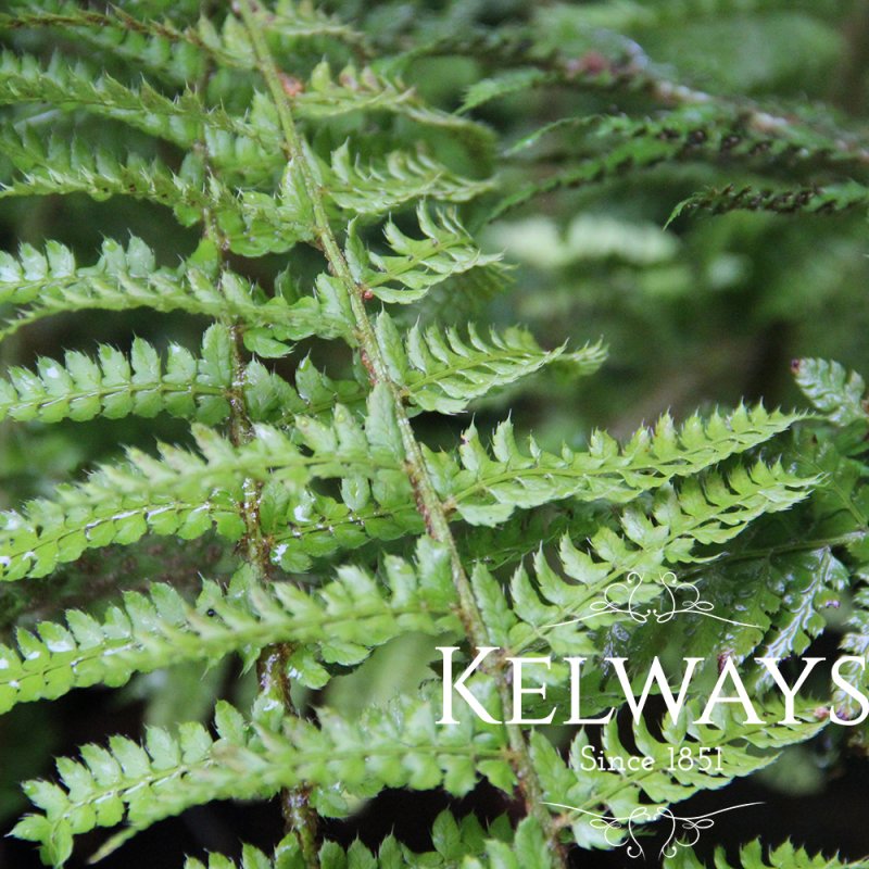 Polystichum Dahlem