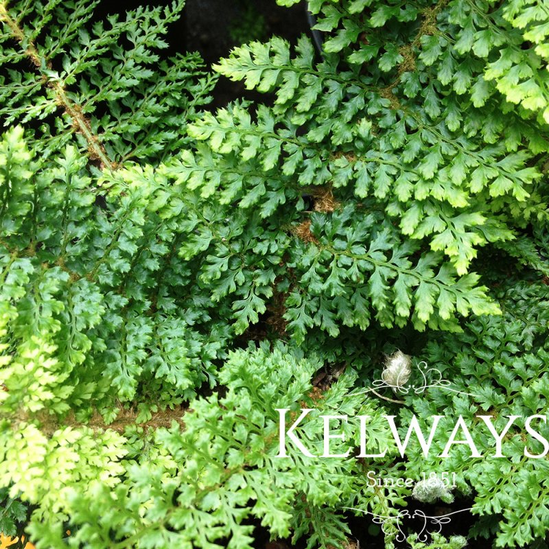 Polystichum setiferum Plumosomultilobum Group