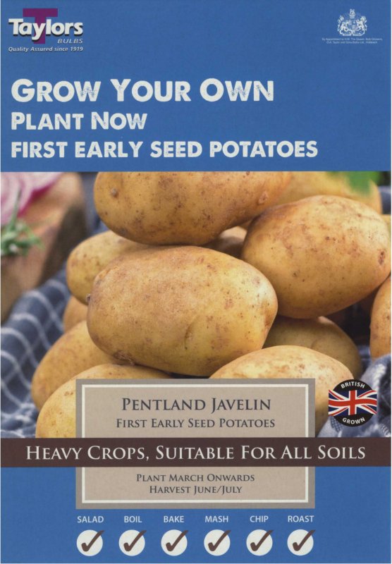 Taylors Bulbs Potato Pentland Javelin (x10)