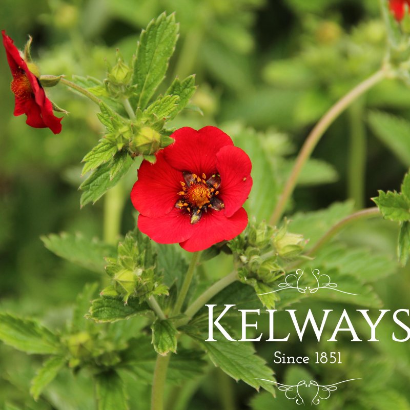 Potentilla 'Flamenco'