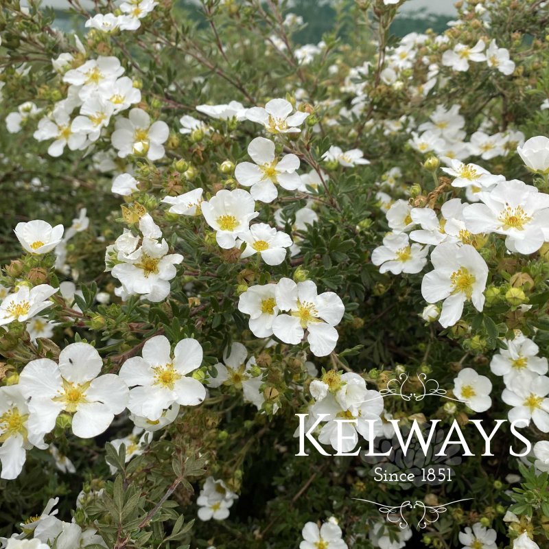 Potentilla fruticosa 'Abbotswood'