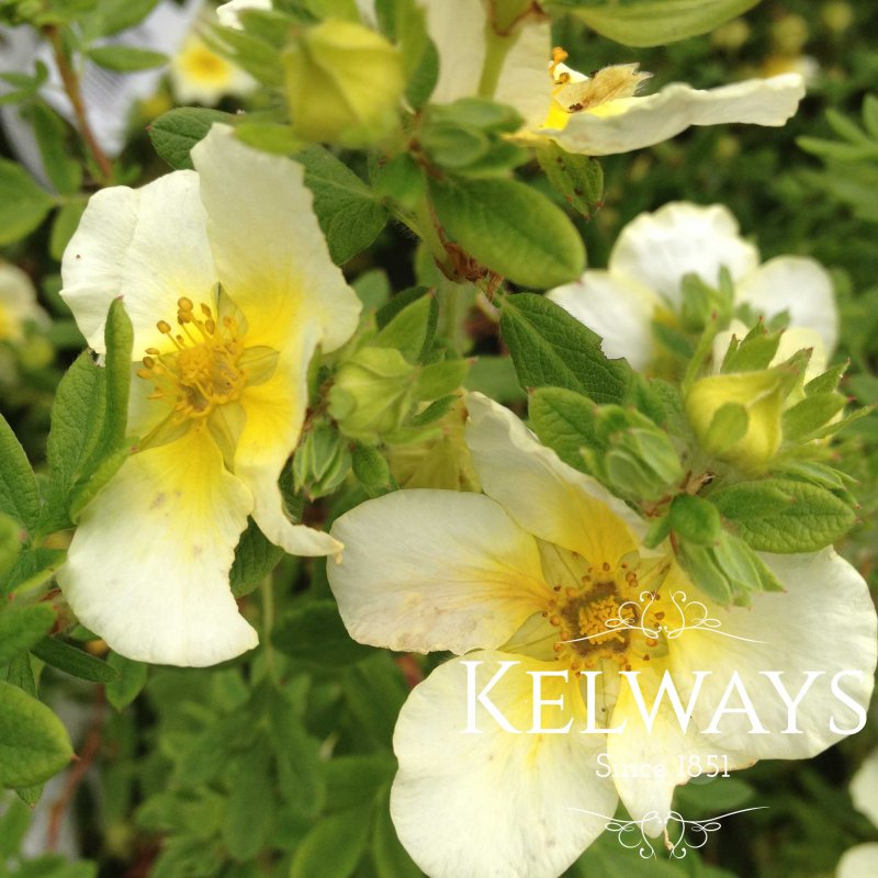 Potentilla fruticosa 'Limelight'