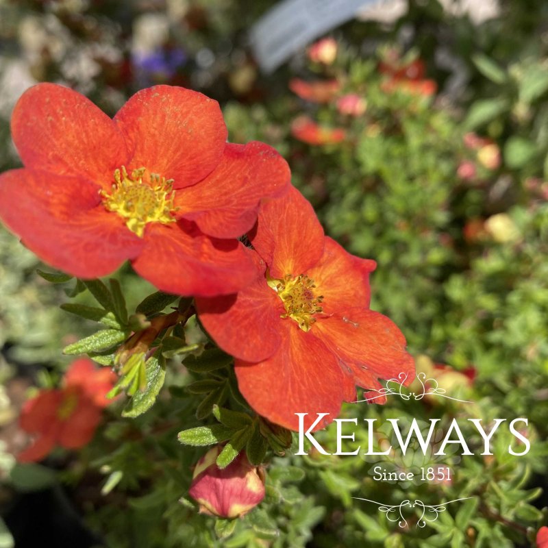 Potentilla fruticosa 'Red Ace'