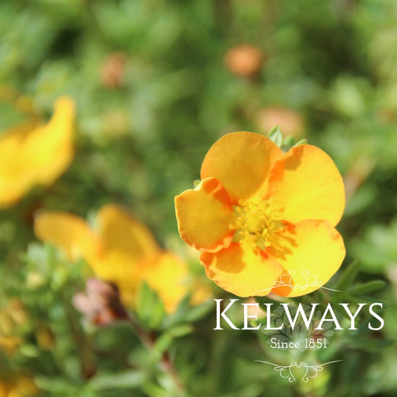 Potentilla fruticosa 'Tangerine'