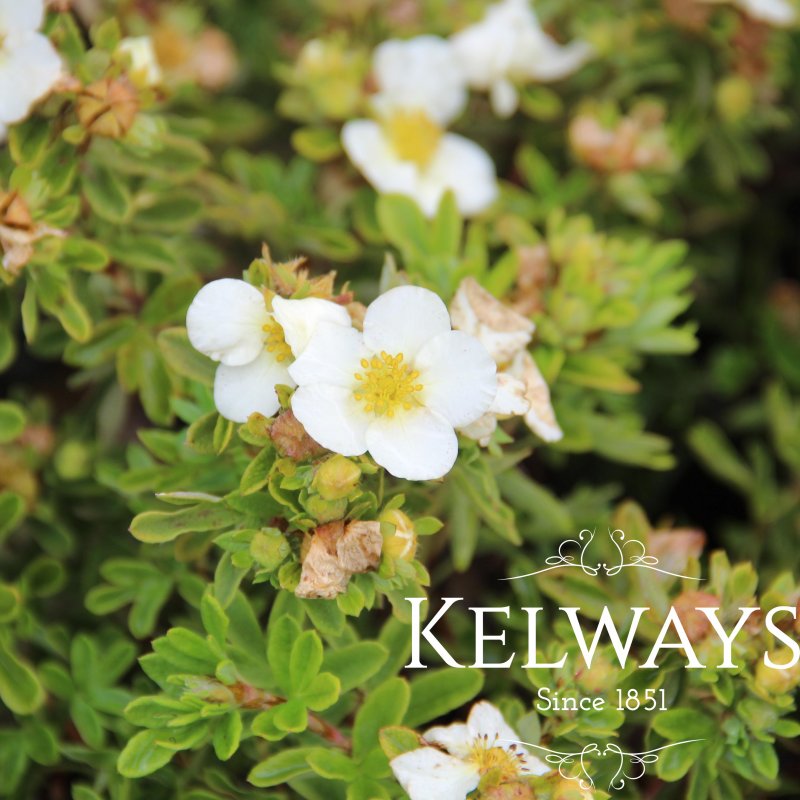 Potentilla fruticosa 'Tilford Cream'