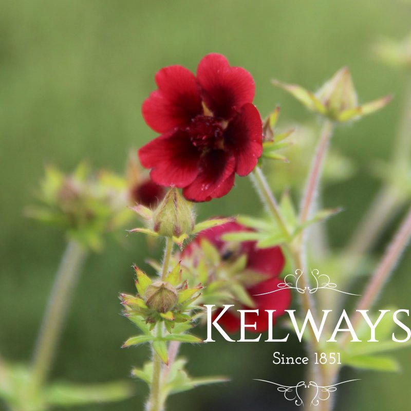 Potentilla 'Gibson's Scarlet'