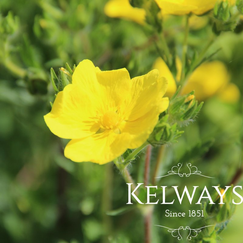 Potentilla recta