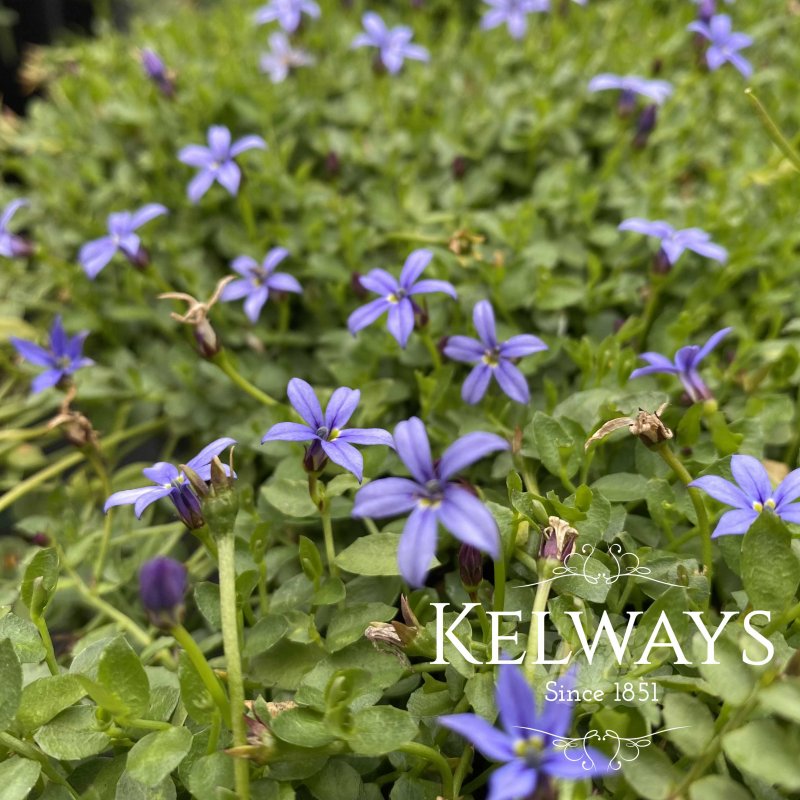 Pratia pedunculata 'County Park'