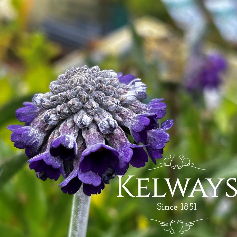 Primula capitata subsp. mooreana (Ca) (9cm pot)