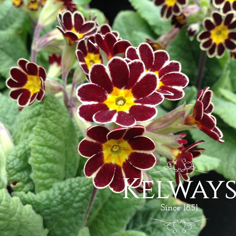 Primula Gold-laced Group