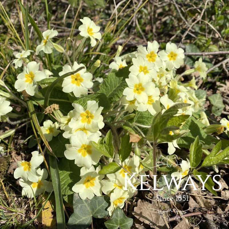 Primula vulgaris (Pr/Prim) (9cm pot)