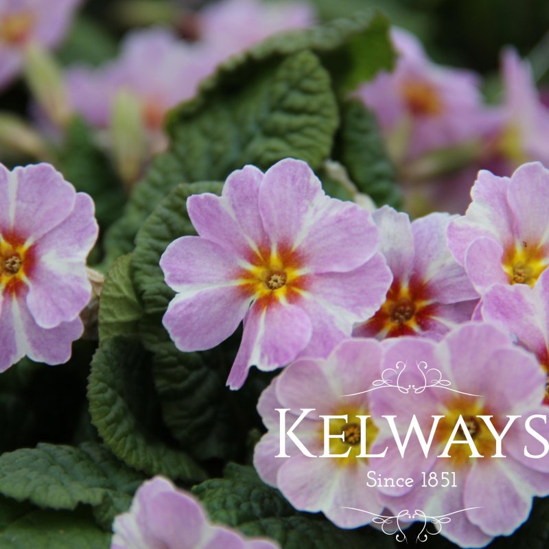 Primula vulgaris 'Avondale'