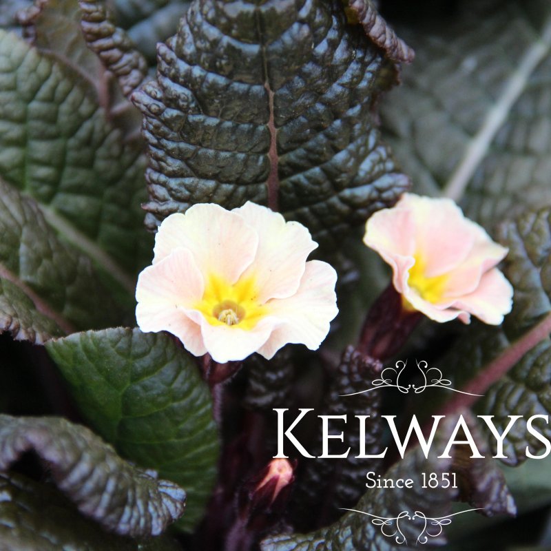 Primula vulgaris 'Dunbeg' (Kennedy Irish Series)