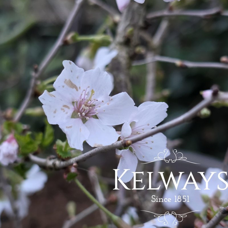 Prunus incisa 'Kojo-no-mai' (15 litre pot)