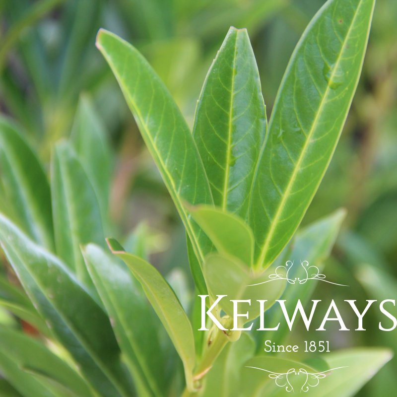 Prunus laurocerasus 'Otto Luyken'