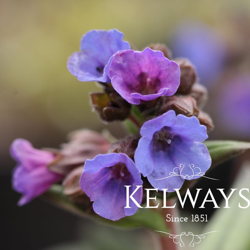 Pulmonaria 'Blue Ensign'