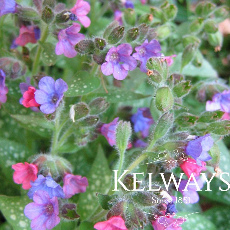 Pulmonaria 'Silver Bouquet' PBR