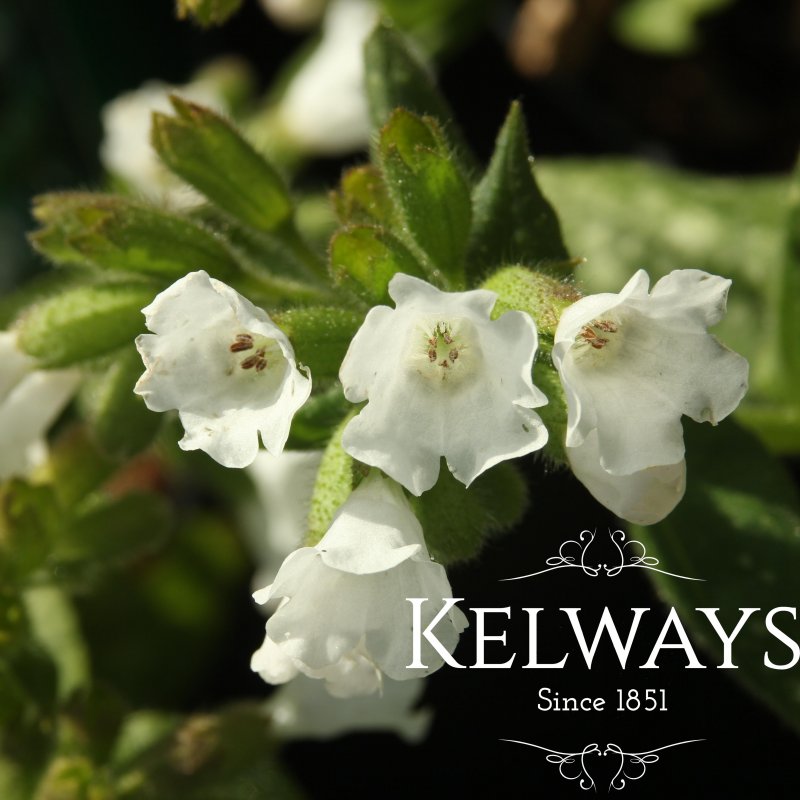 Pulmonaria 'Sissinghurst White'