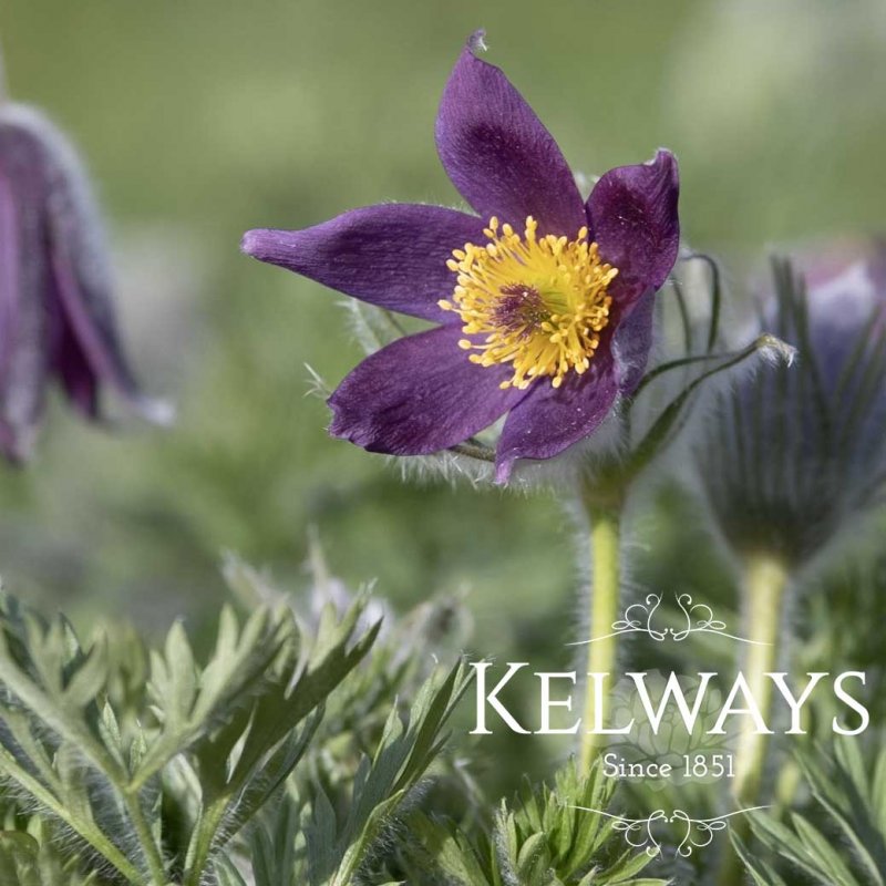 Pulsatilla vulgaris