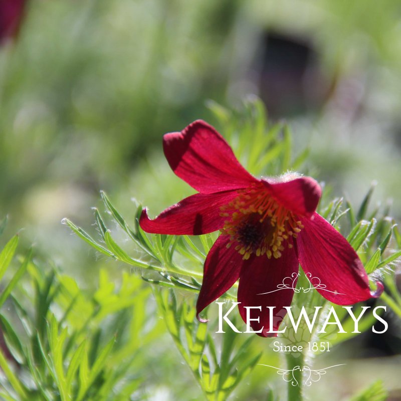 Pulsatilla rubra