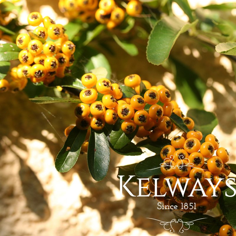 Pyracantha SAPHYR ORANGE ('Cadange')