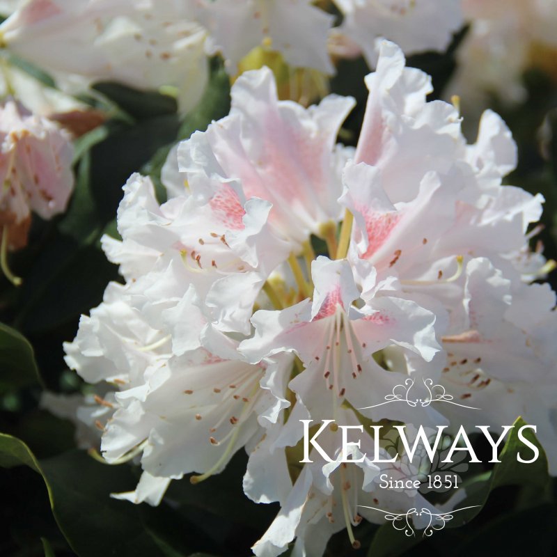 Rhododendron Cunningham's White