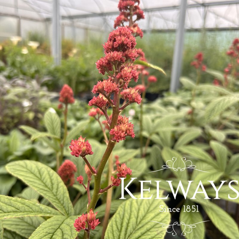 Rodgersia pinnata 'Elegans'
