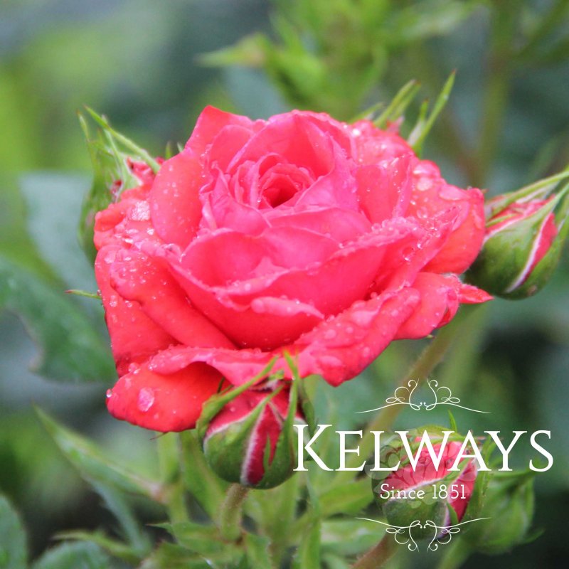 Rosa SHRIMP HIT ('Poulshrimp' PBR) (Patio)