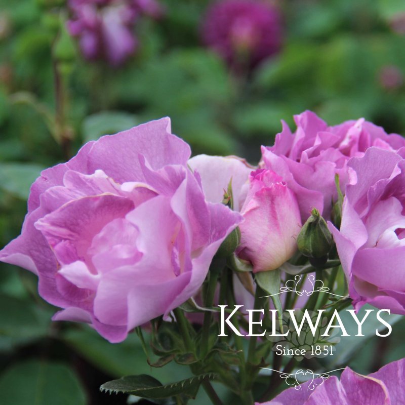 Rosa BLUE FOR YOU ('Pejamblu' PBR) (F)