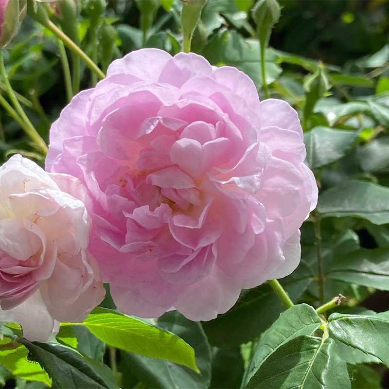 Rosa 'Blush Noisette'