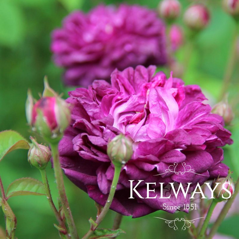 Rosa 'Cardinal de Richelieu' (G)